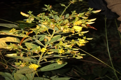 Crotalaria lunulata